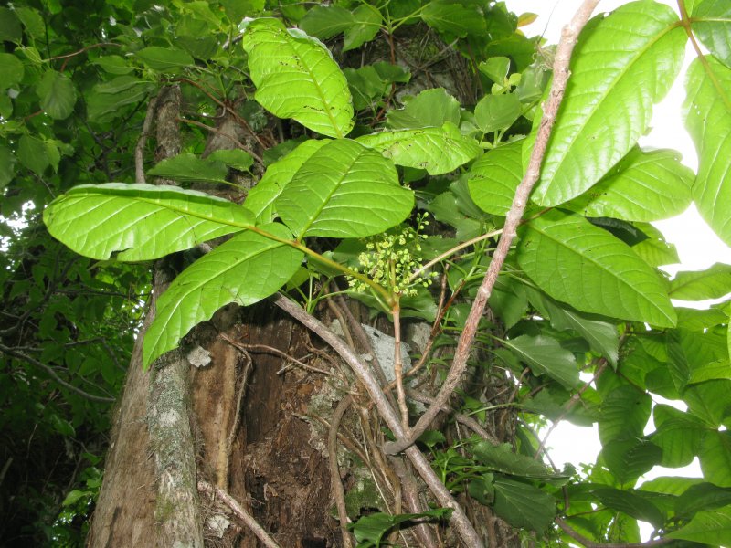 Восточный-Toxicodendron orientale