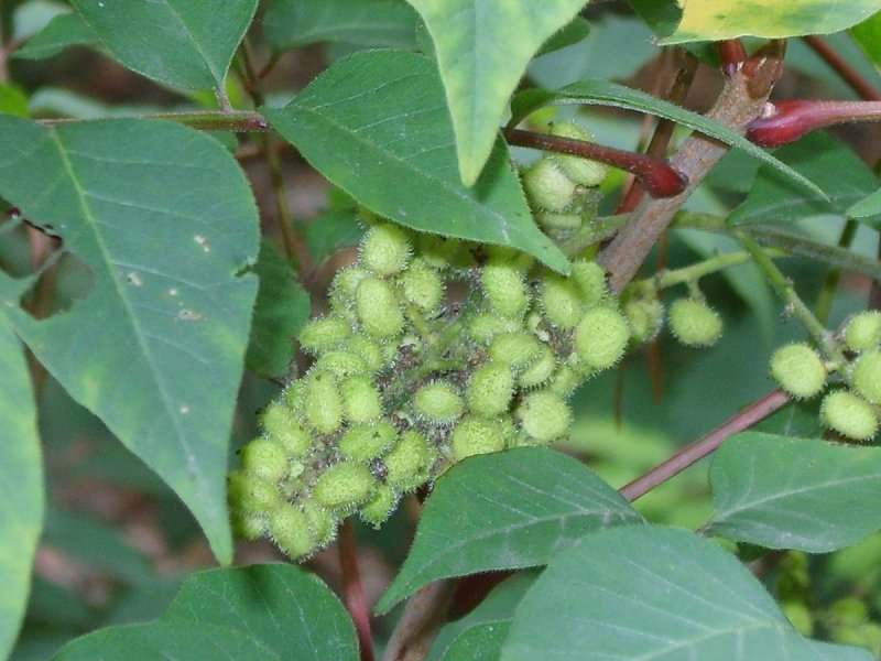 Ядовитый плющ кустарник