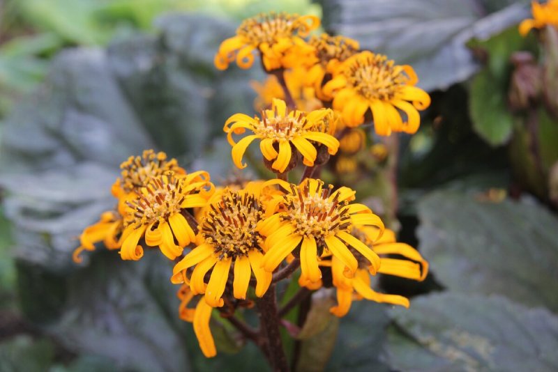 Бузульник (Ligularia) Dark Beauty