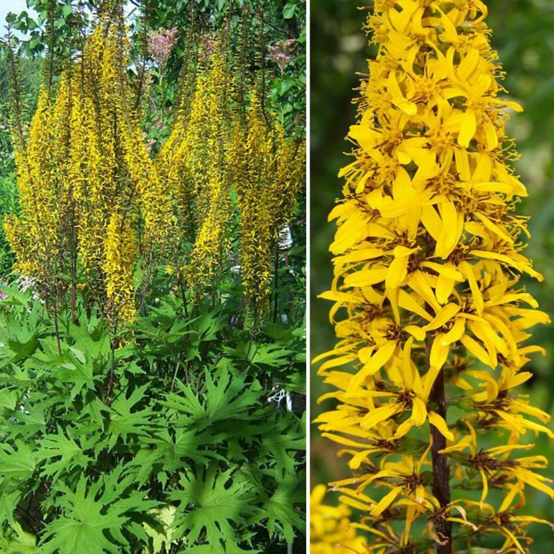 Бузульник Пржевальского Ligularia przewalskii