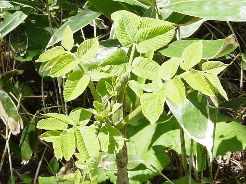 Toxicodendron diversilobum