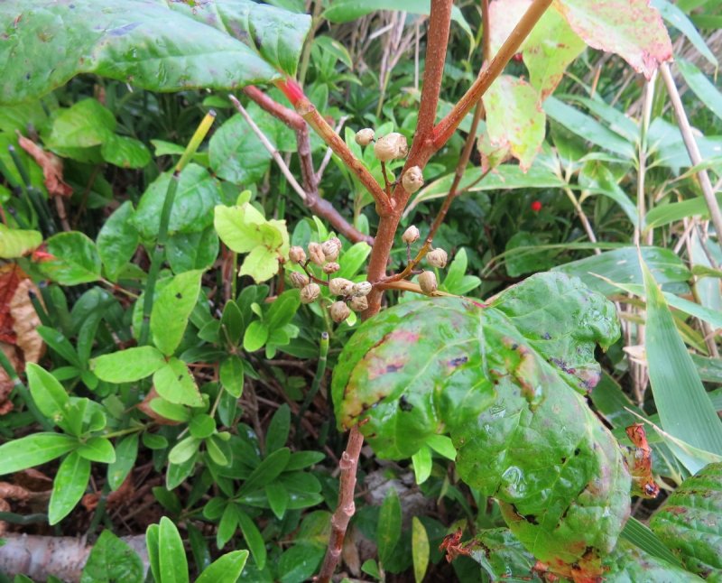 Rhus radicans