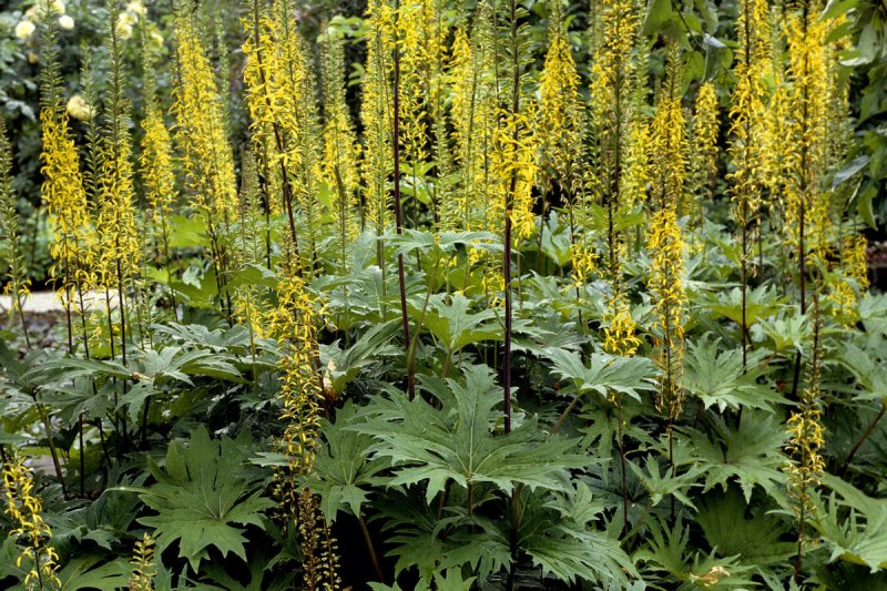 Бузульник Пржевальского Ligularia przewalskii