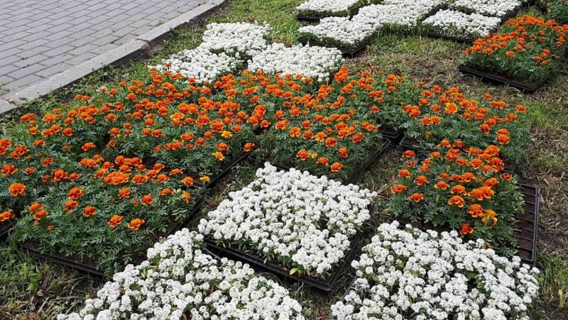 Цветники Тагетес цинерария бегония