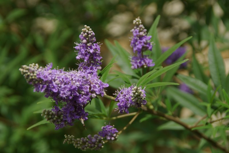 Vitex Agnus-castus
