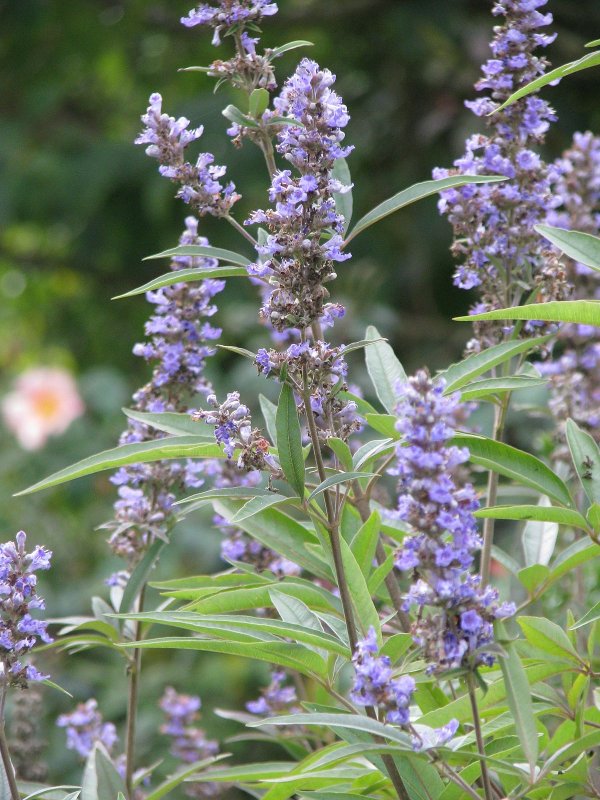 Vitex Agnus-castus