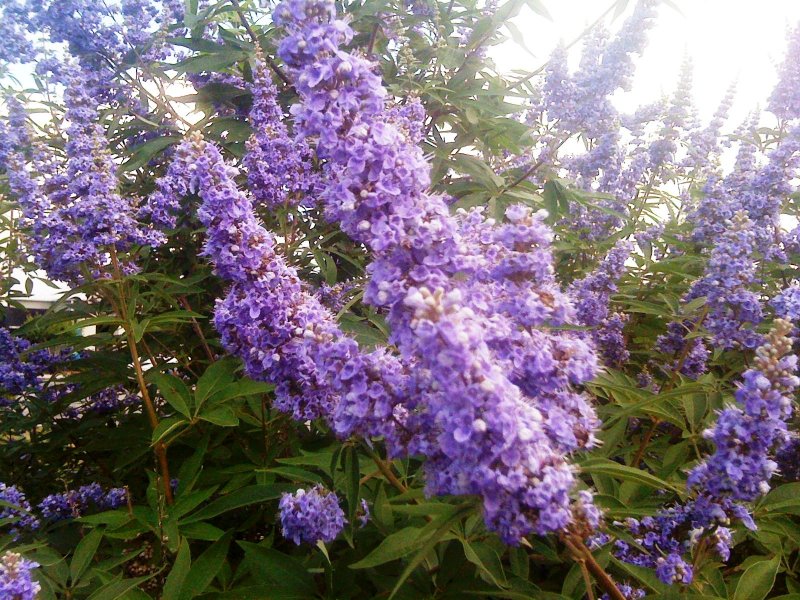 Vitex Agnus-castus