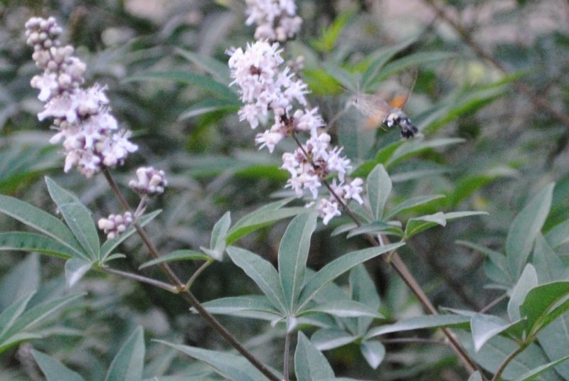 Vitex Agnus-castus