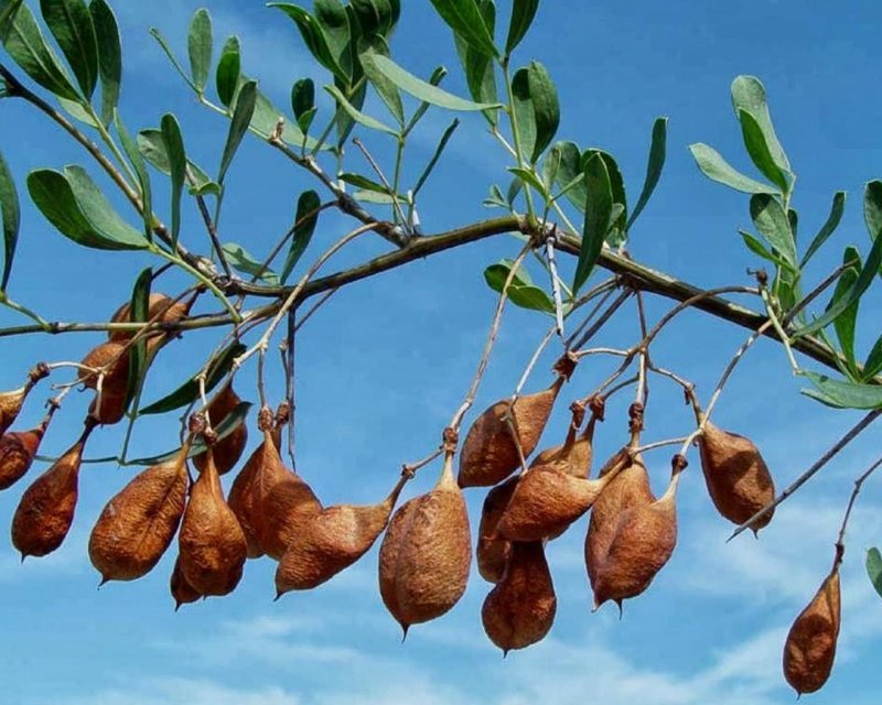 Halimodendron halodendron