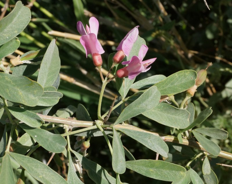 Чингиль серебристый (Halimodendron halodendron