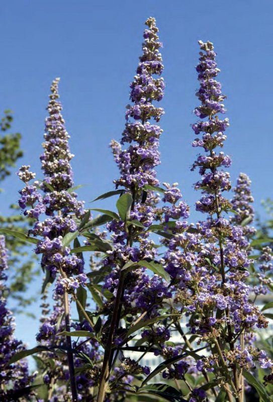 Vitex Agnus-castus Delta Blues