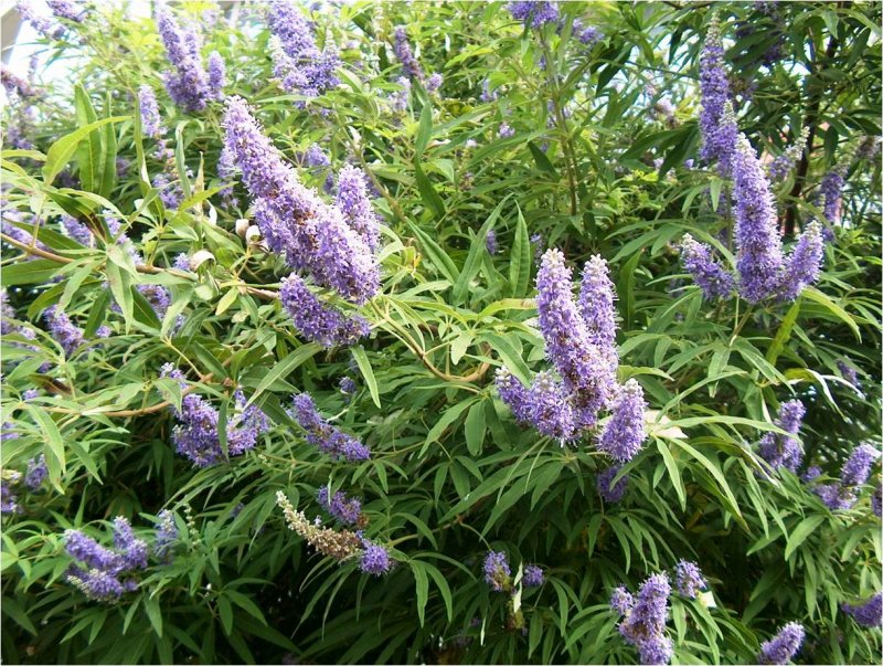 Vitex Agnus-castus