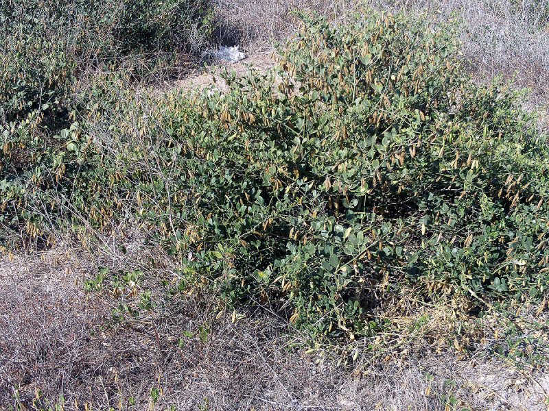 Ива копьевидная (Salix hastata) 'Wehrhahnii'