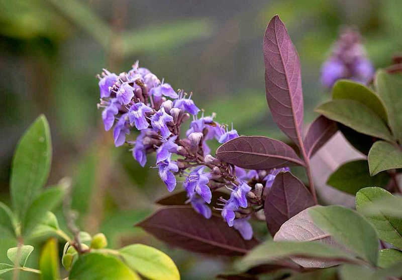 Кустарник Витекс священный
