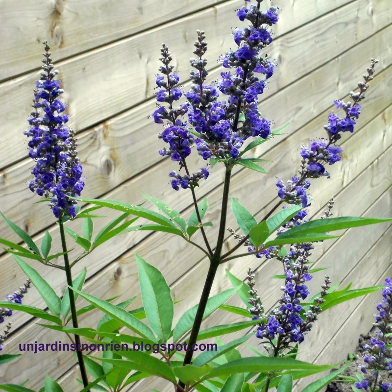 Прутняк обыкновенный (Agnus castus)