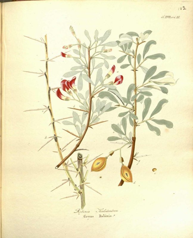 Ива копьевидная (Salix hastata) 'Wehrhahnii'