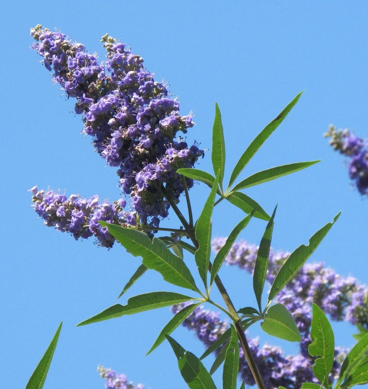 Витекс Vitex Agnus-castus