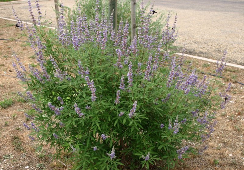 Прутняк Agnus castus