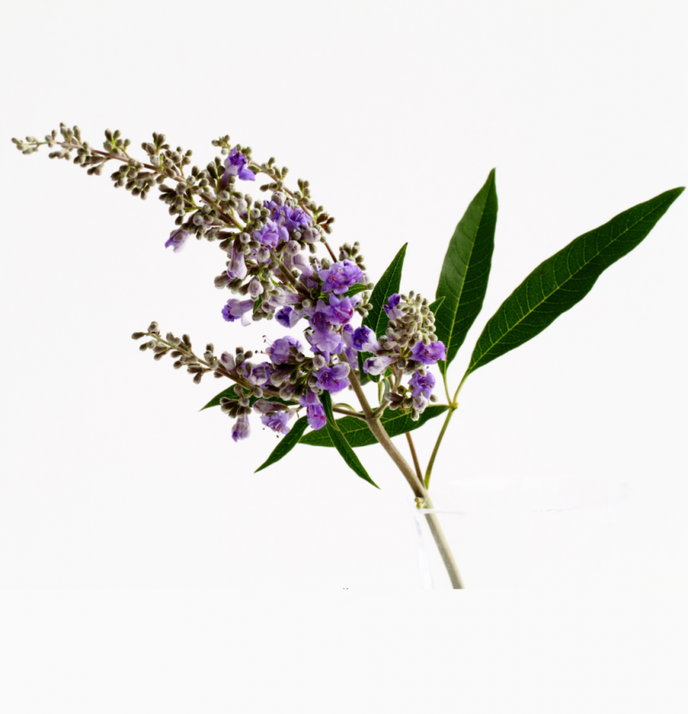 Vitex Agnus-castus