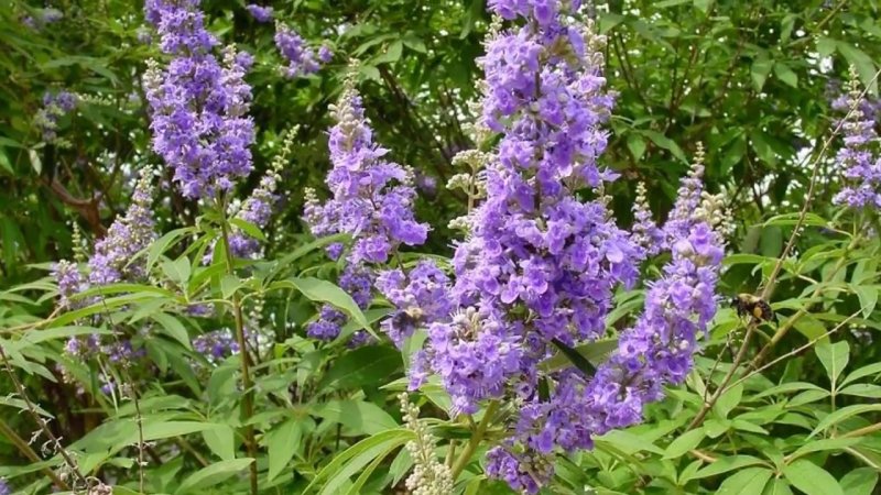 Витекс Vitex Agnus-castus