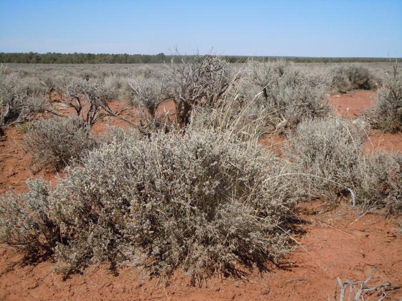 Haloxylon aphyllum