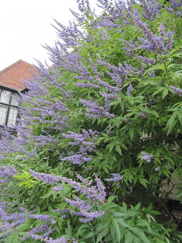 Витекс Agnus-castus Alba