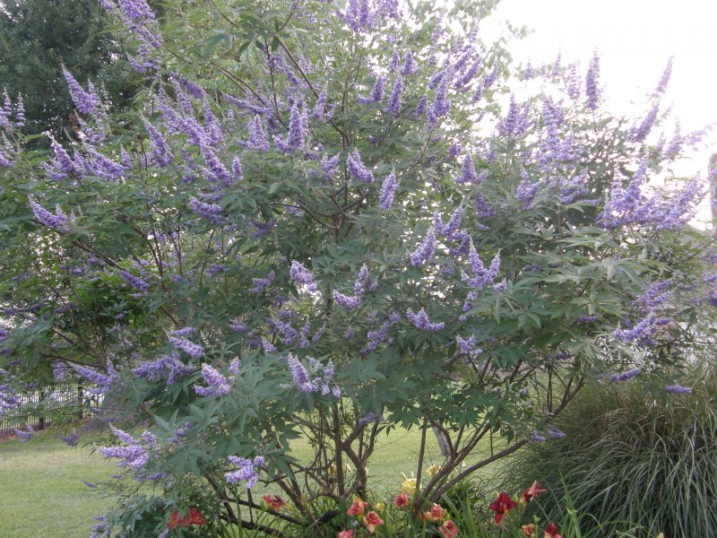 Прутняк обыкновенный (Agnus castus)