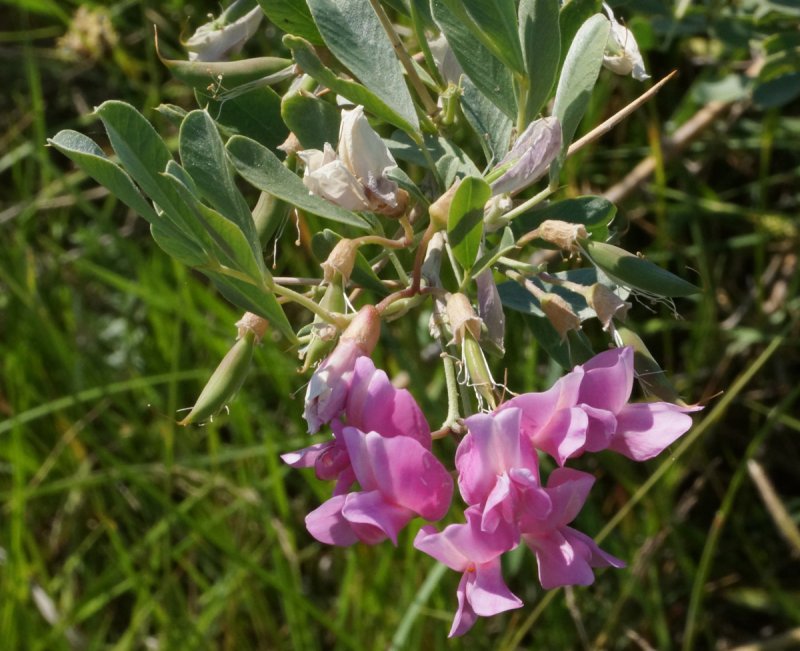Чингиль серебристый (Halimodendron halodendron