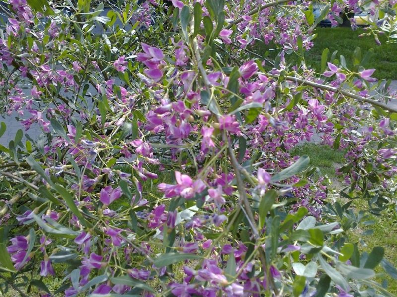 Чингиль серебристый (Halimodendron halodendron