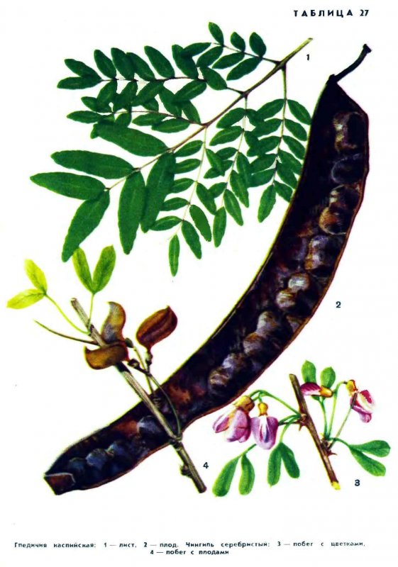 Песчаная Акация Конолли