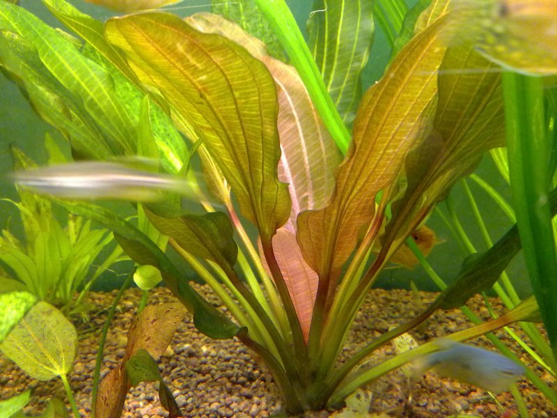 Эхинодорус Блехера (Echinodorus bleheri)*
