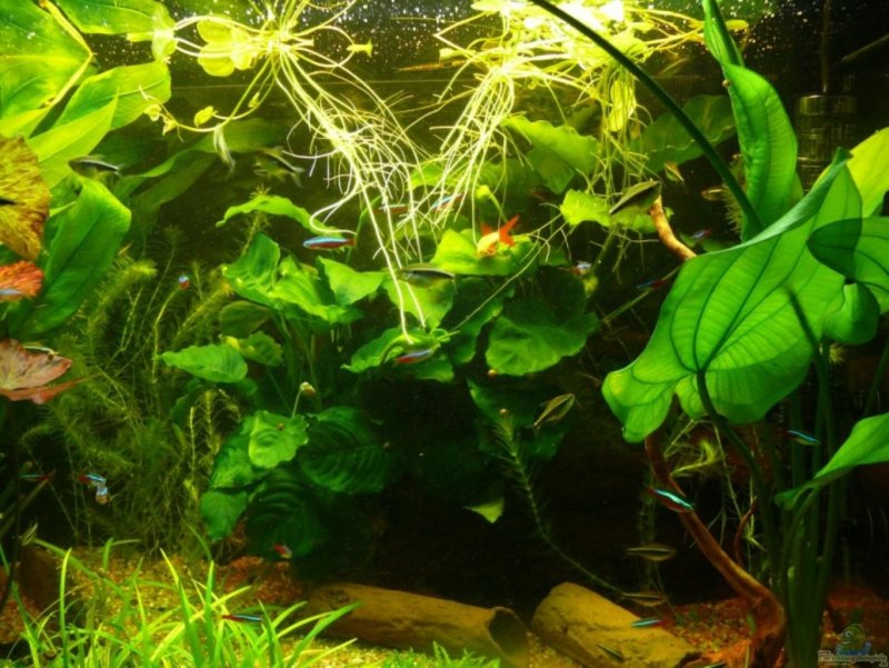 Echinodorus Osiris 'rubra'