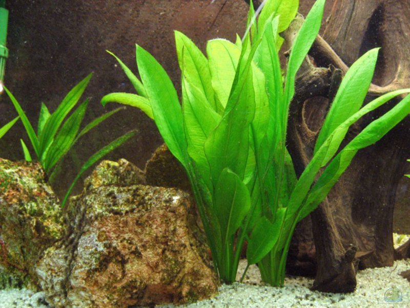 Эхинодорус амазонский Амазонка Echinodorus amazonicus