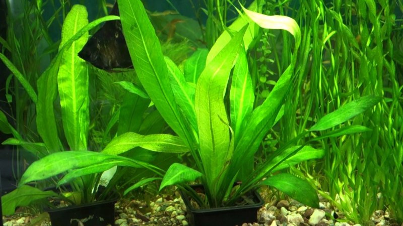 Эхинодорус Блехера (Echinodorus bleheri)*