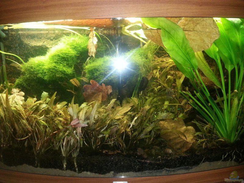 Эхинодорус Барта (Echinodorus barthii)