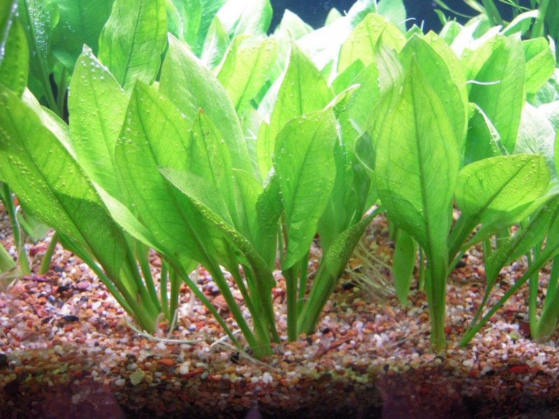 Echinodorus grisebachii