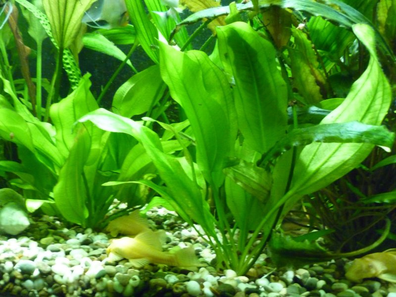 Эхинодорус Блехера (Echinodorus bleheri)*