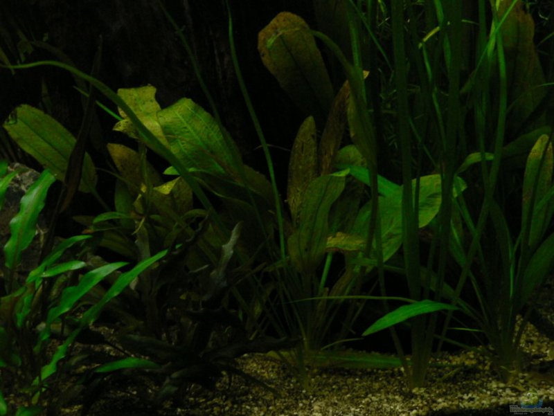 Cryptocoryne wendtii Nana)