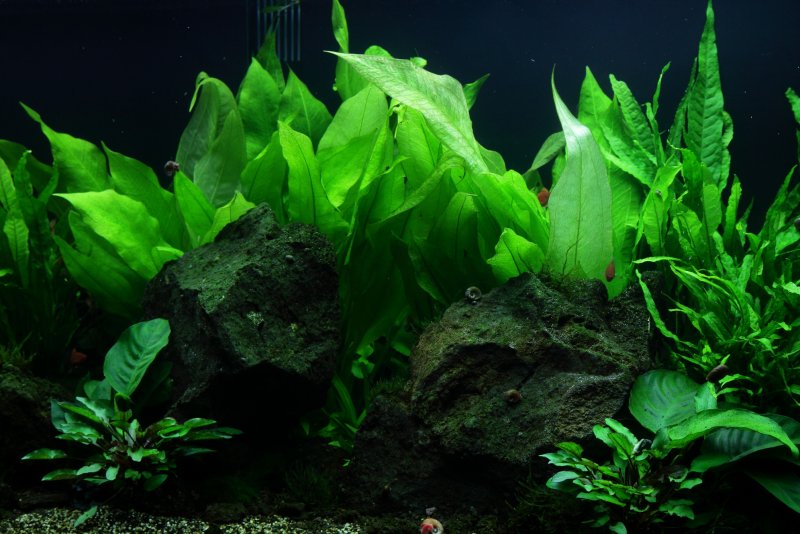 Эхинодорус Блехера (Echinodorus bleheri)*