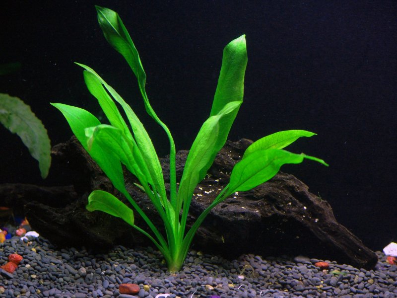Эхинодорус Блехера (Echinodorus bleheri)*