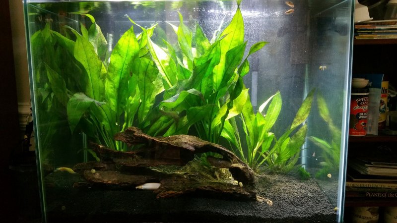Эхинодорус амазонский (Echinodorus amazonicus)