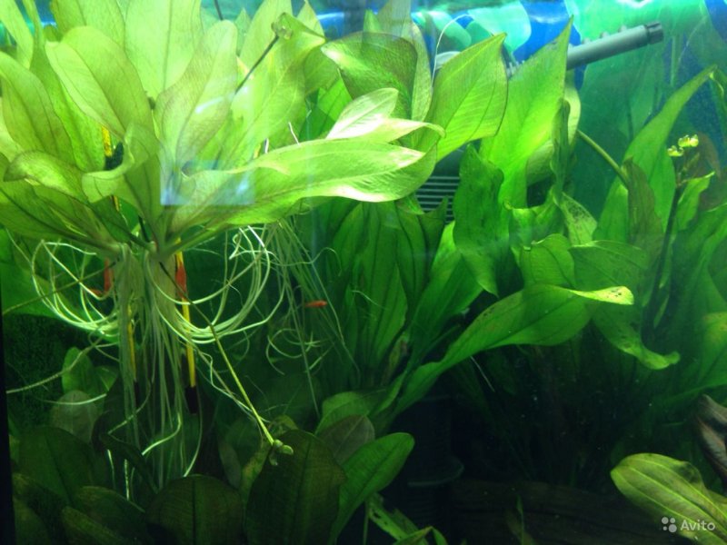 Echinodorus impai