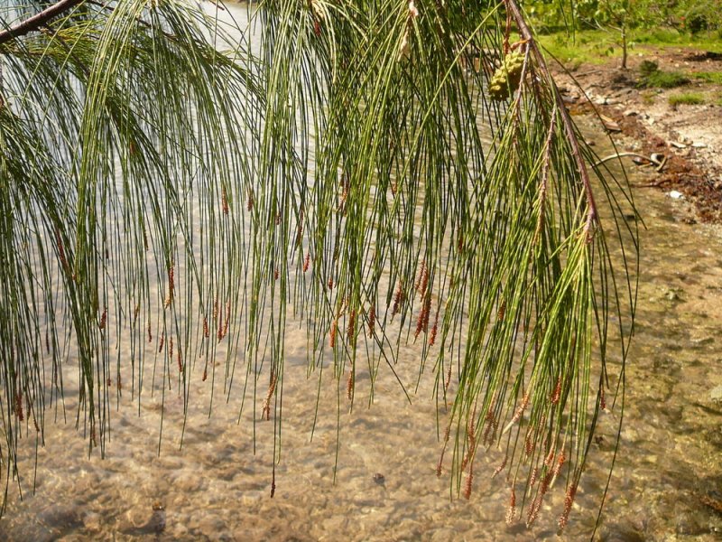 Казуарина Casuarina