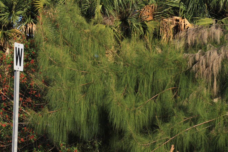 Казуарина Casuarina