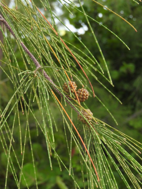 Казуарина Casuarina