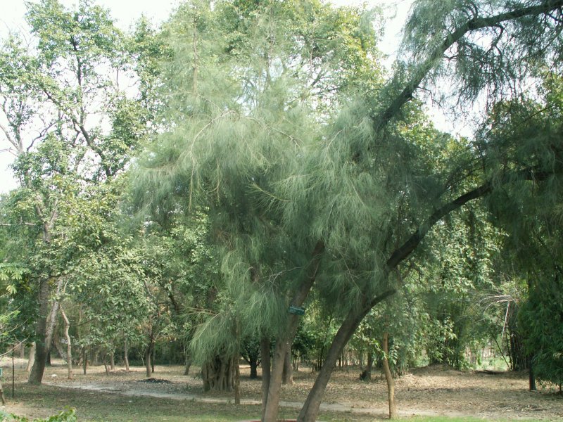 Casuarina lepidophloia