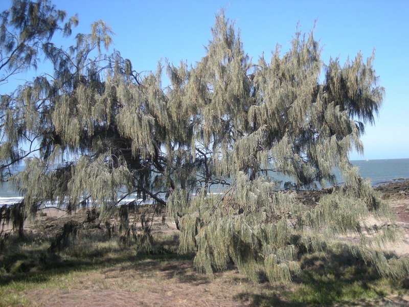 Casuarina sumatrana