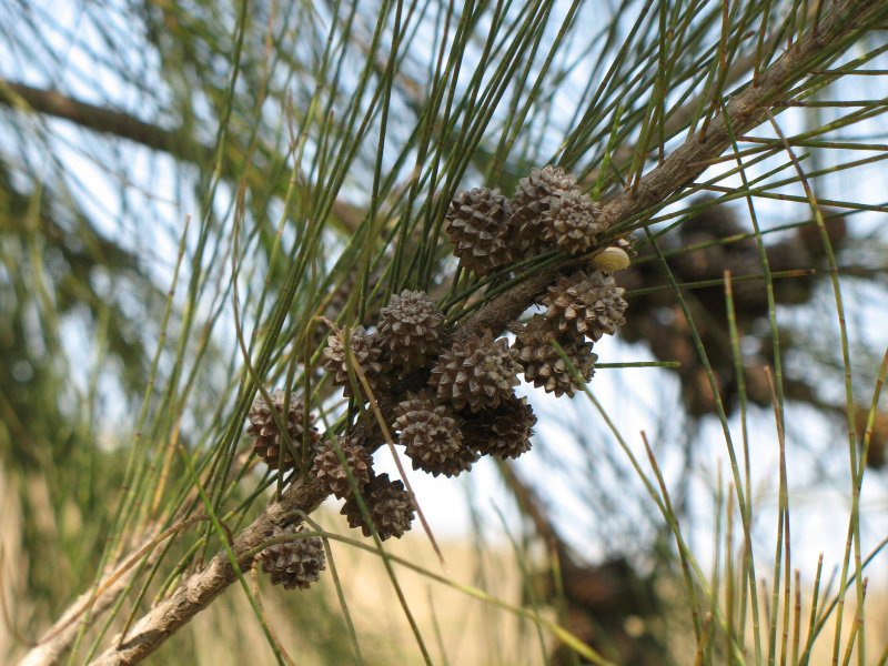 Казуарина Casuarina