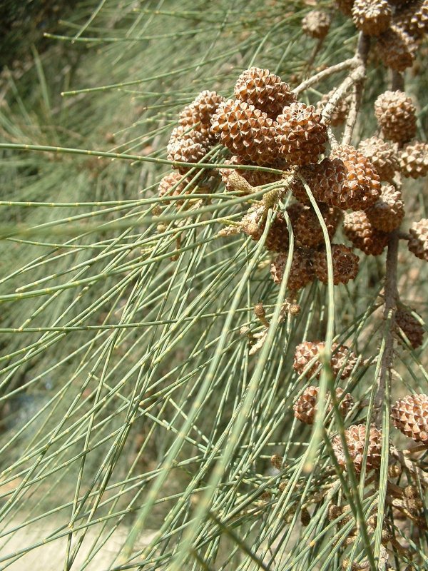 Casuarina cunninghamiana