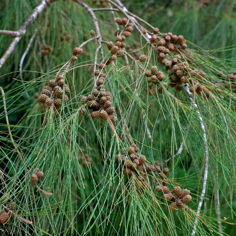 Casuarina equisetifolia
